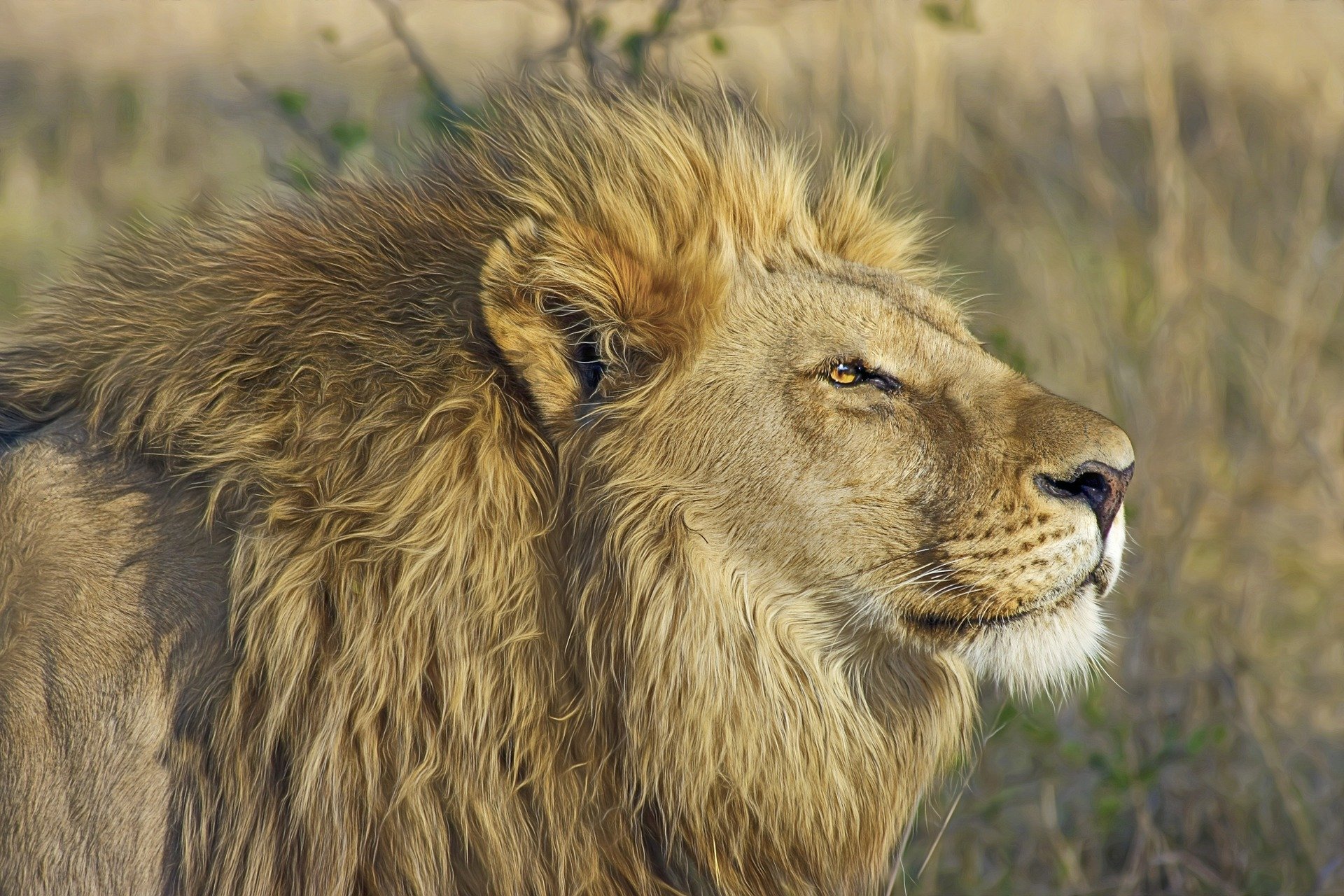 Der Löwe - König der Tiere